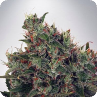 Ministry Of Cannabis Seeds Ultra White Amnesia