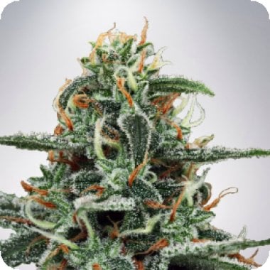 Ministry Of Cannabis Seeds White Widow