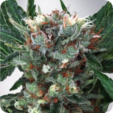 Ministry Of Cannabis Seeds Zensation
