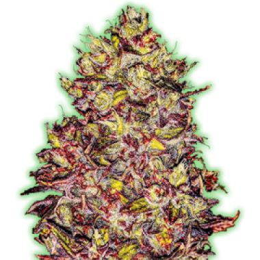 Monster  Genetics  Cannabis  Seeds  Monster  Gelato  Auto