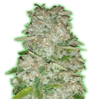 Monster  Genetics  Cannabis  Seeds  Monster  Gorilla  Glue