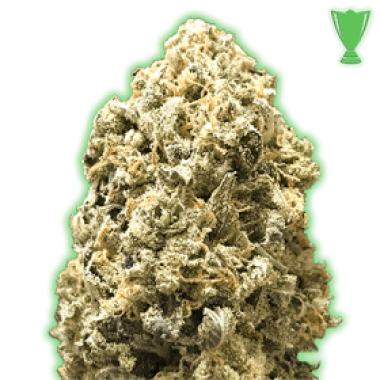 Monster Genetics Cannabis Seeds Monster Pebbles