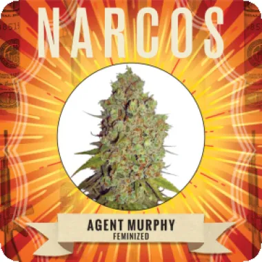 Narcos  Cannabis  Seeds  Agent  Murphy