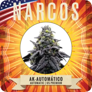 Narcos  Cannabis  Seeds  Ak 47  Automatico