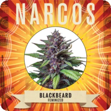 Narcos  Cannabis  Seeds  Blackbeard