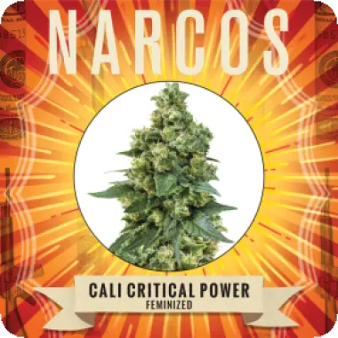 Narcos  Cannabis  Seeds  Cali  Critical  Power