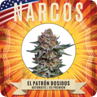 Narcos  Cannabis  Seeds  El  Patron  Dosidos  Auto