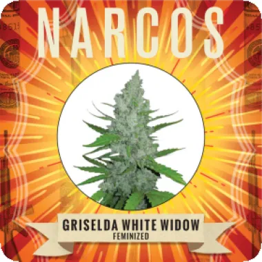 Narcos  Cannabis  Seeds  Griselda  White  Widow