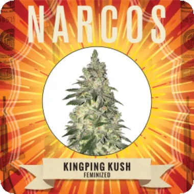 Narcos  Cannabis  Seeds  Kingpin  Kush