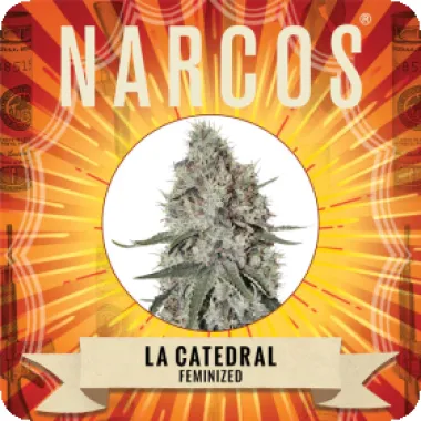 Narcos  Cannabis  Seeds  La  Catedral