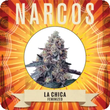 Narcos  Cannabis  Seeds  La  Chica