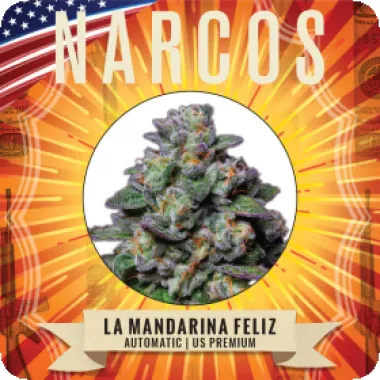 Narcos  Cannabis  Seeds  La  Mandarina  Feliz  Auto