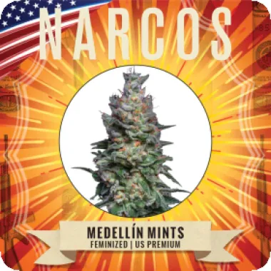 Narcos  Cannabis  Seeds  Medellin  Mints