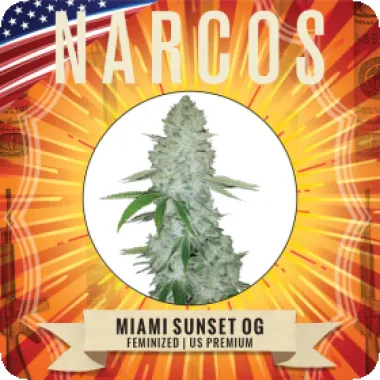 Narcos  Cannabis  Seeds  Miami  Sunset  Og