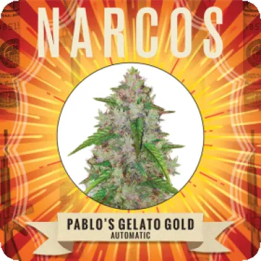 Narcos  Cannabis  Seeds  Pablo  S  Gelato  Gold  Auto