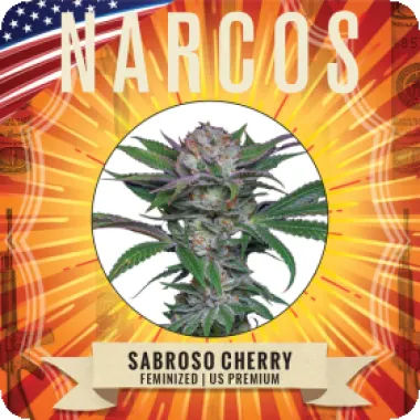 Narcos  Cannabis  Seeds  Sabraso  Cherry