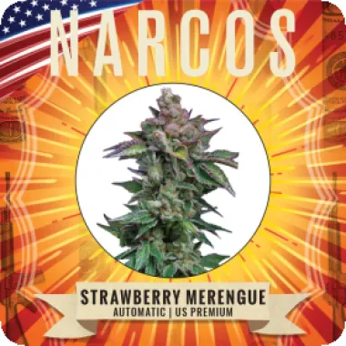 Narcos  Cannabis  Seeds  Strawberry  Merengue  Auto