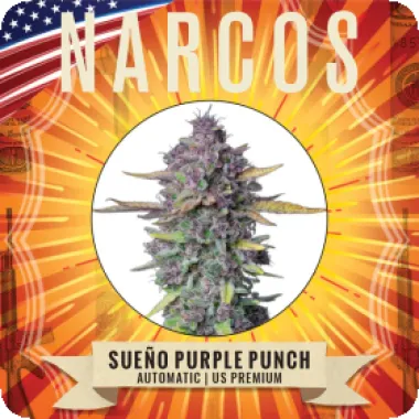 Narcos  Cannabis  Seeds  Sueno  Purple  Punch  Auto