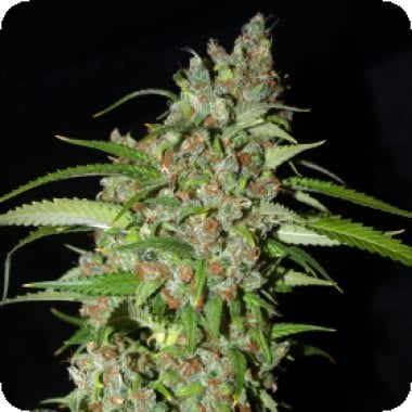 Next  Generation  Cannabis  Seeds  Dynamite  Automatic