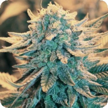 Nirvana Cannabis Seeds B 52
