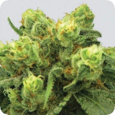 Nirvana Cannabis Seeds Big Bud Auto