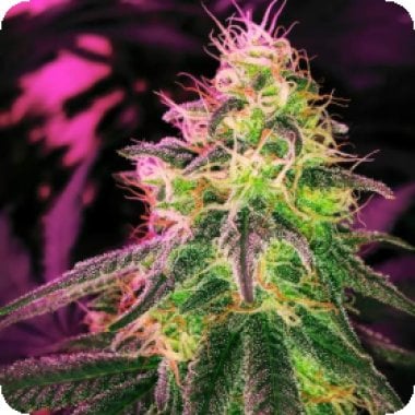 Nirvana Cannabis Seeds Black Jack Auto