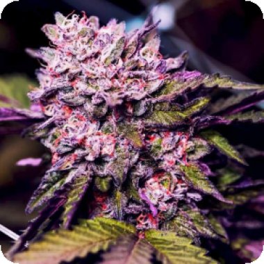 Nirvana Cannabis Seeds Gelato