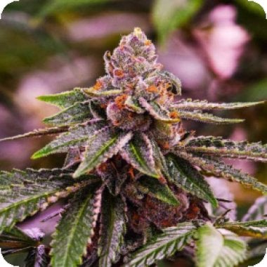 Nirvana Cannabis Seeds Girl Scout Cookies Auto