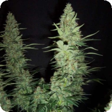 Nirvana  Cannabis  Seeds  Hawaii  Maui  Waui  Auto