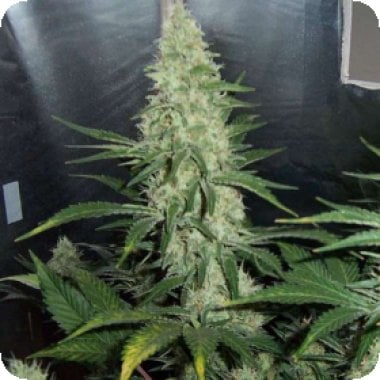 Nirvana Cannabis Seeds Hawaii Maui Waui