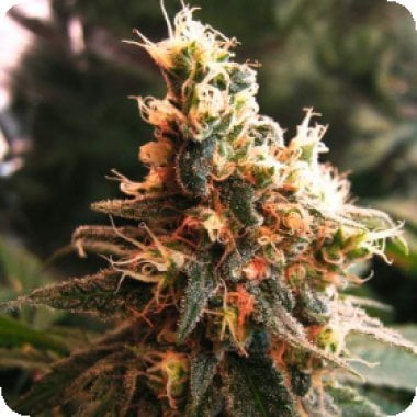 Nirvana Cannabis Seeds Jock Horror Auto