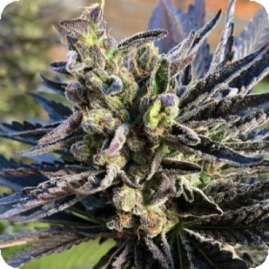 Nirvana Cannabis Seeds K 2