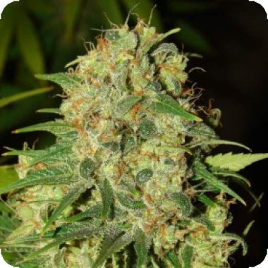 Nirvana Cannabis Seeds Master Kush