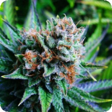 Nirvana Cannabis Seeds Nsf311