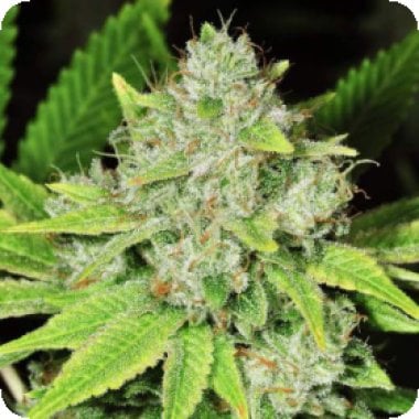 Nirvana Cannabis Seeds Original Glue Auto