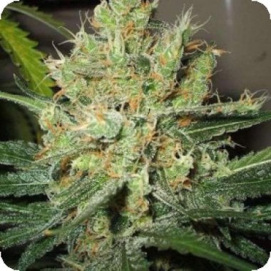 Nirvana Cannabis Seeds Pure Power Plant Ppp