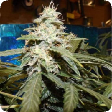 Nirvana Cannabis Seeds Short Rider