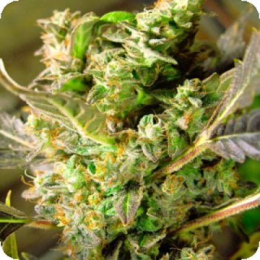 Nirvana Cannabis Seeds Somango Xxl Auto