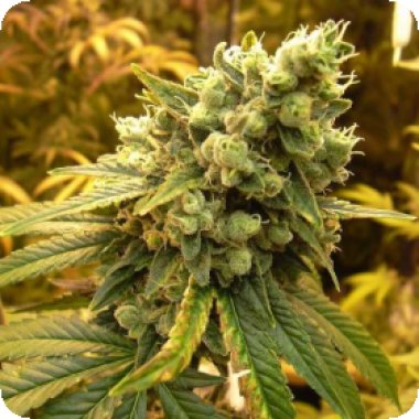 Nirvana Cannabis Seeds Sour Diesel