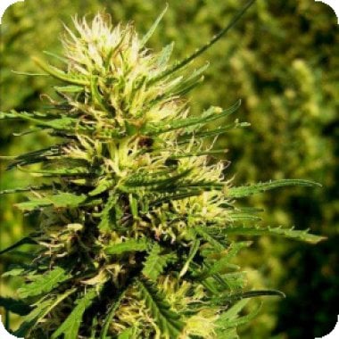 Nirvana Cannabis Seeds Super Skunk Auto