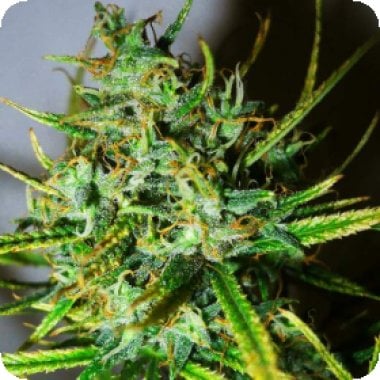 Nirvana  Cannabis  Seeds  Top 44  Auto