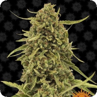 Nirvana Cannabis Seeds White Widow