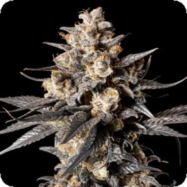 Oo Cannabis Seeds Apple Bananas