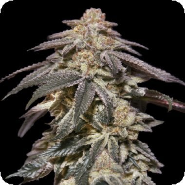 Oo Cannabis Seeds Auto Apple Bananas