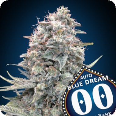 Oo Cannabis Seeds Auto Blue Dream