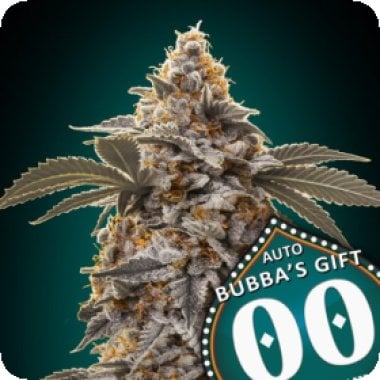 Oo Cannabis Seeds Auto Bubba S Gift