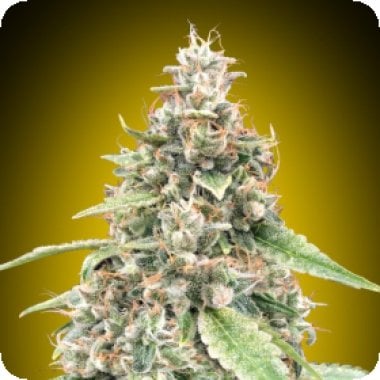 Oo Cannabis Seeds Auto Lemon Og