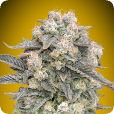 Oo Cannabis Seeds Auto Mimosa