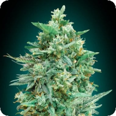 Oo Cannabis Seeds Auto Northern Lights Xxl
