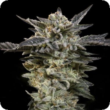 Oo Cannabis Seeds Auto Oreoz
